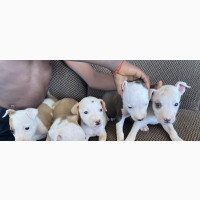 American Pit Bull Terrier Puppies for Sale