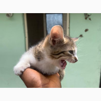 Female Purebred American Shorthair Kitten