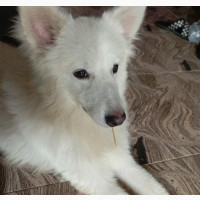 Male American Eskimo Puppy 6-12 Months Old