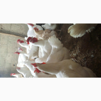 Jumbo Size Broiler Chicken for Sale in Abeokuta