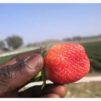 Fresh Wholesale Strawberrys