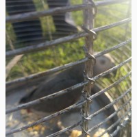 Male Talking Parrot - Giveaway Price