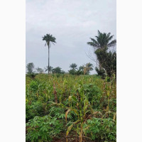 Good Bountiful Harvest Land For Sale in Ogun