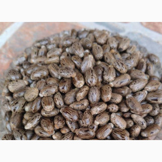 Castor Seed - Natural Family Planning (10 Seeds)
