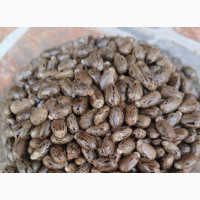Castor Seed - Natural Family Planning (10 Seeds)