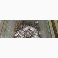Albino Rats and Mice for Sale - Limited Stock
