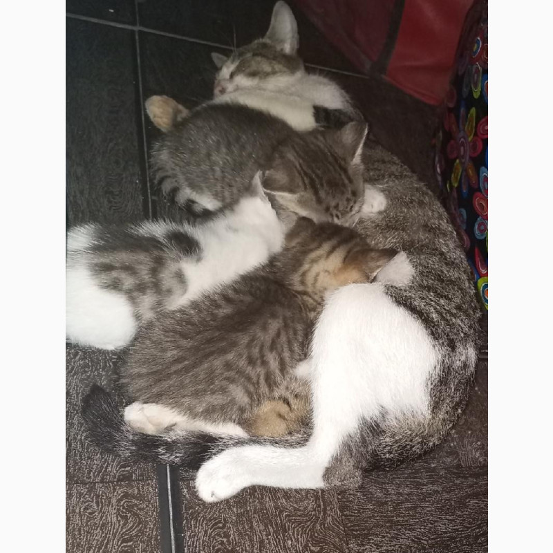 Фото 1/1. 0-1 Month Male Purebred Bengal