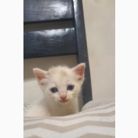 0-1 month Female Purebred Turkish Angora