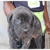 Male Boerboel Puppy - Top Quality Parents