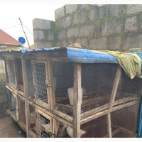 Cage for 60 Chickens