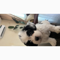 Male Purebred Lhasa Apso - 0-1 month old