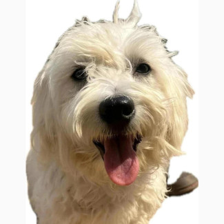 Male Mixed Breed Lhasa Apso - 3-6 months old