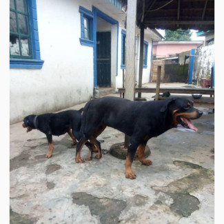 Stud Services(Mating)
