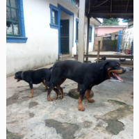 Stud Services(Mating)
