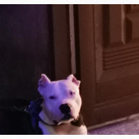 American Pit Bull Terrier - 1+ Year Old Male