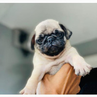 1-3 months Male Purebred Puggle