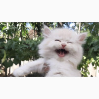 Purebred Persian Kitten Available for Adoption