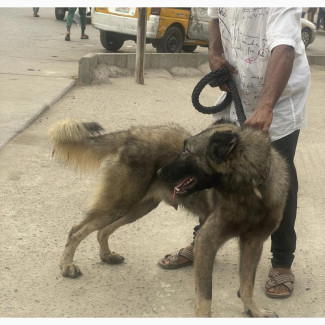1+ year Male Purebred Caucasian Shepherd