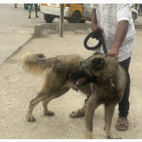 1+ year Male Purebred Caucasian Shepherd