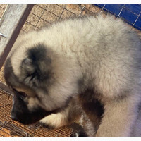 1-3 months Male Purebred Caucasian Shepherd