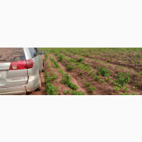 400 Acres Farmland for Sale in Ogbomoso, Oyo State