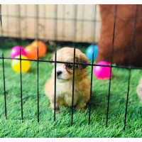 Female Purebred Lhasa Apso Puppy - Available Now