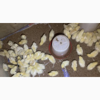 Broiler Chicken 2 / 4weeks Well Vaccined