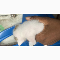 0-1 month Male Mixed Breed Mongrel (No Breed)