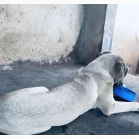 Male Boerboel for Mating