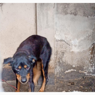 1+ year Female Mixed Breed Doberman Pinscher