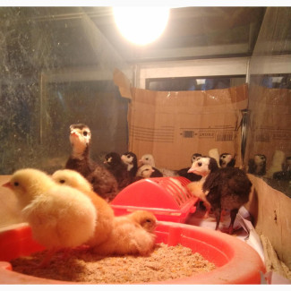 5 - 6 Weeks Local Turkeys (Alimosho)