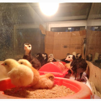 5 - 6 Weeks Local Turkeys (Alimosho)