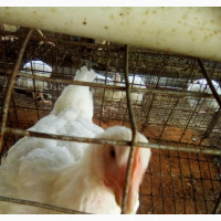 Chicken for Sale Very Affordable U Can Buy as Much as U Can