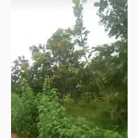4 Plots in Oyo With Cashew Plant