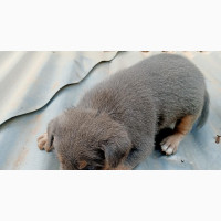 0-1 month Female Mixed Breed German Shepherd