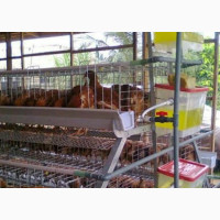 Poultry Cages Installation And.Adjustment