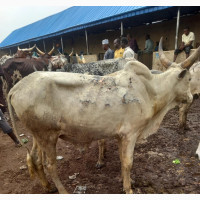 Giant Cows for Sale