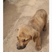 0-1 month Male Mixed Breed Boerboel