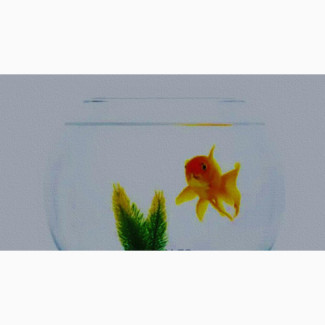 6 Liters Fishbowl + Basic Kit With One Goldfish