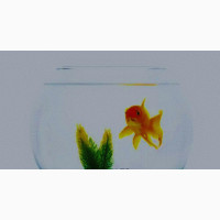 6 Liters Fishbowl + Basic Kit With One Goldfish