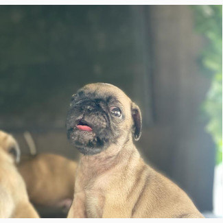 Purebred Pug - Female, 0-1 Month Old