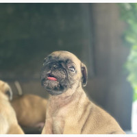 Purebred Pug - Female, 0-1 Month Old