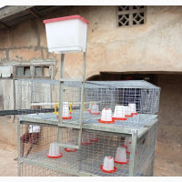 Layers and Broilers Cage for Sale