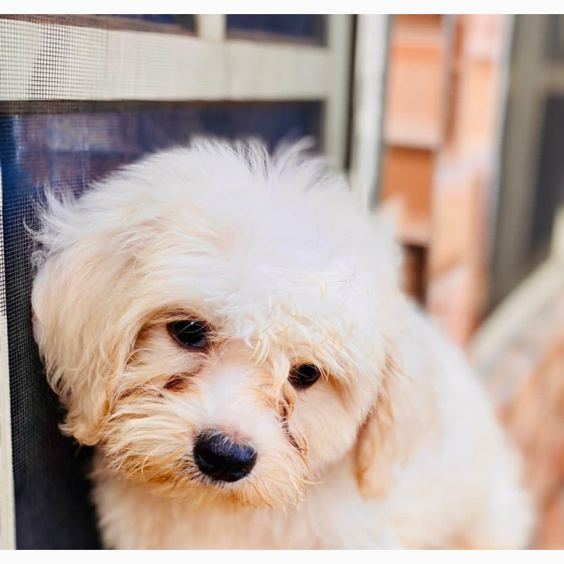 Фото 1/1. Male Purebred Lhasa Apso 6-12 months