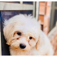 Male Purebred Lhasa Apso 6-12 months