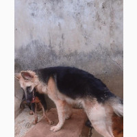 Female Purebred German Shepherd 6-12 Months Available