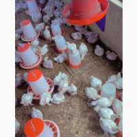 Organic Poultry Birds, Chickens and Turkeys for Sale