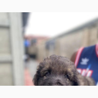 Caucasian Shepherd - 1-3 Months Old Male Puppy