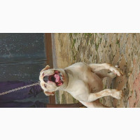 6-12 months Female Purebred American Bulldog