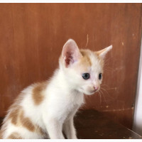 1-3 months Male Mixed Breed American Wirehair